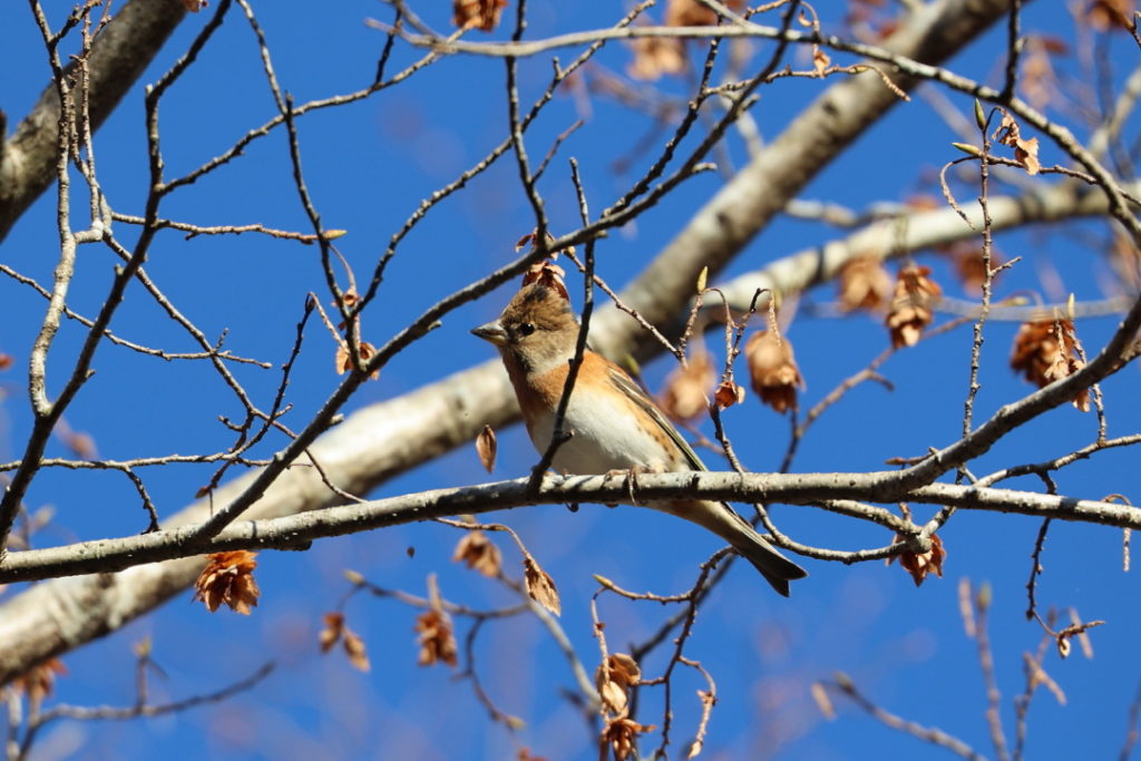 丸火自然公園