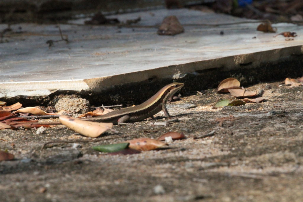 Common Skink