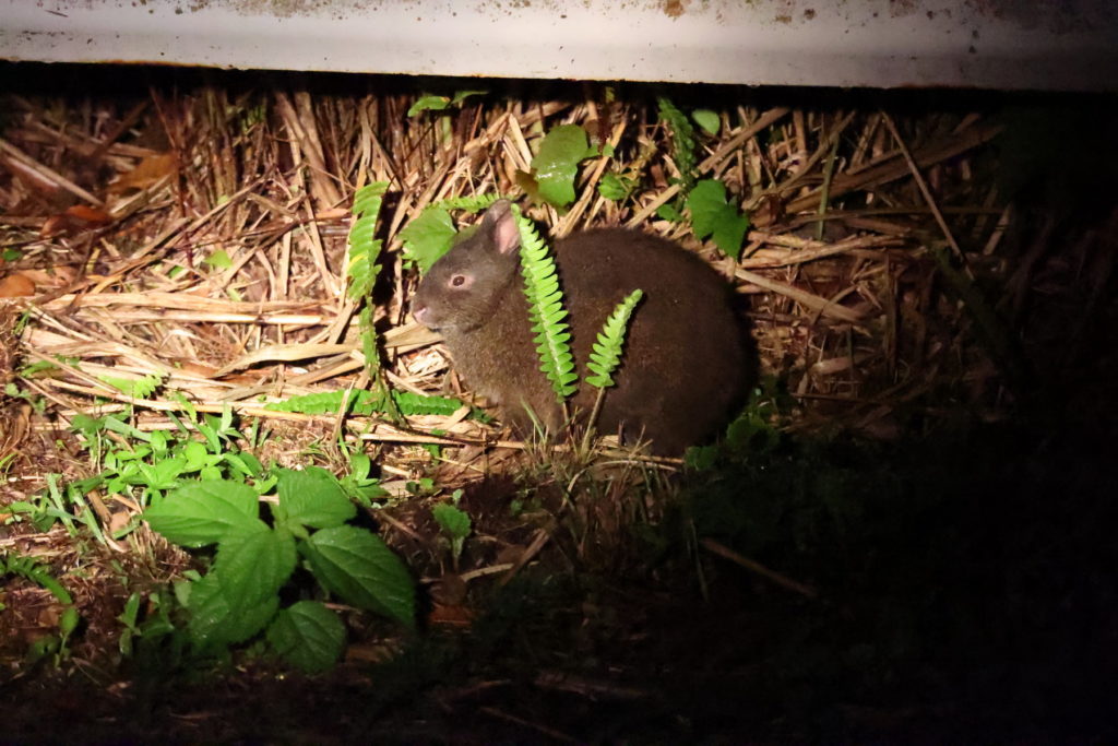 アマミノクロウサギ