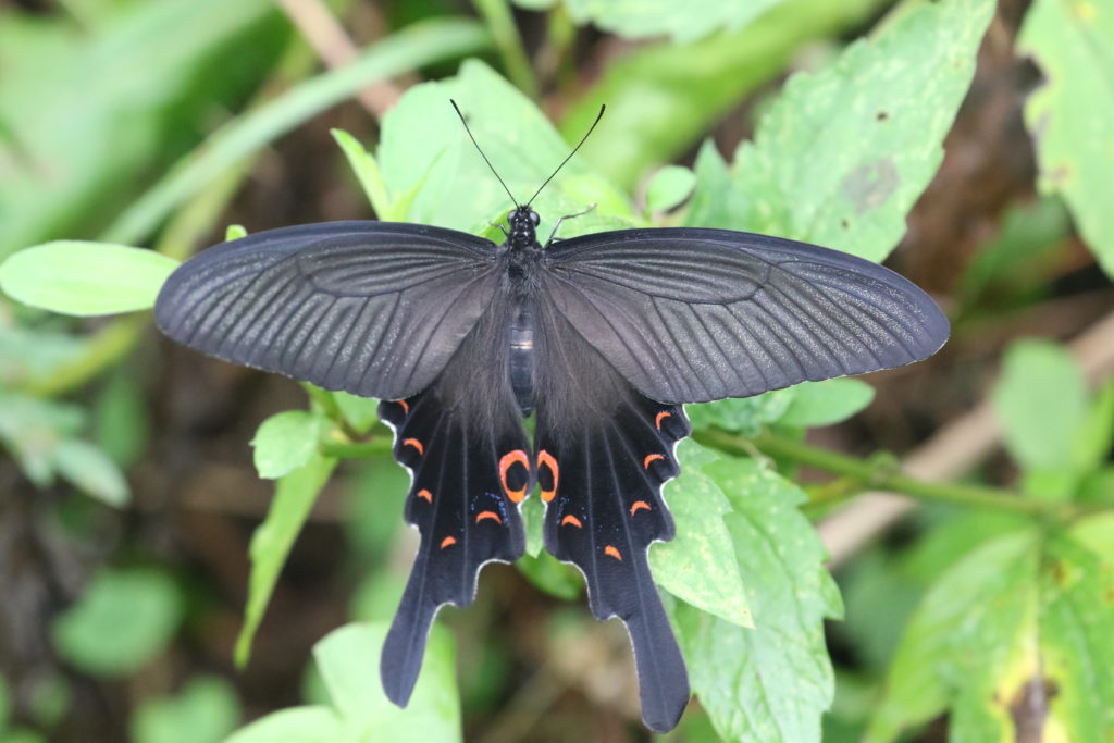 アゲハチョウ科オナガアゲハ♀