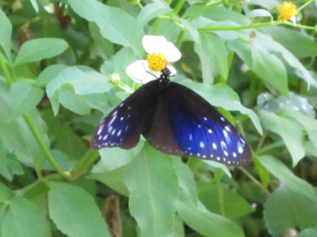 アゲハチョウ科ツマムラサキマダラ