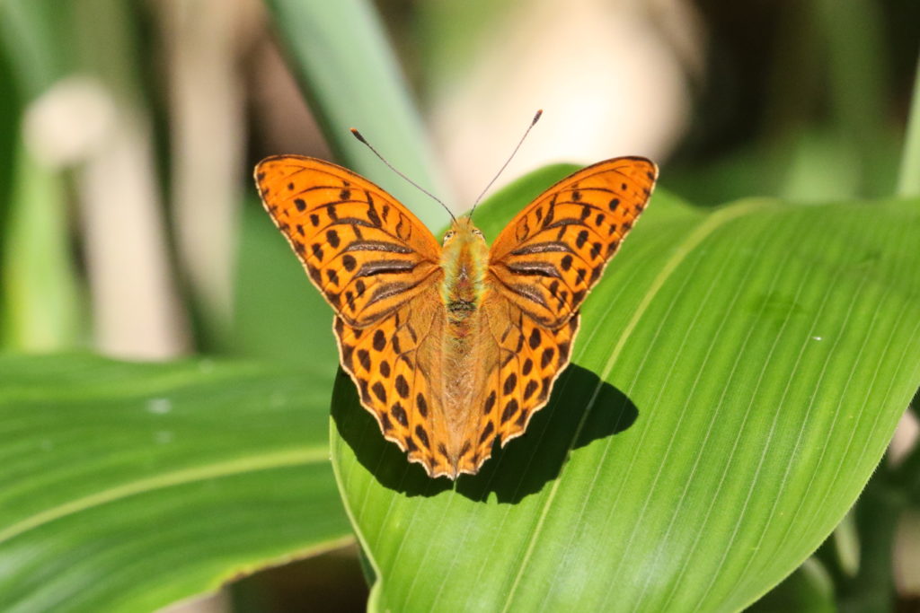 タテハチョウ科ウラギンスジヒョウモン