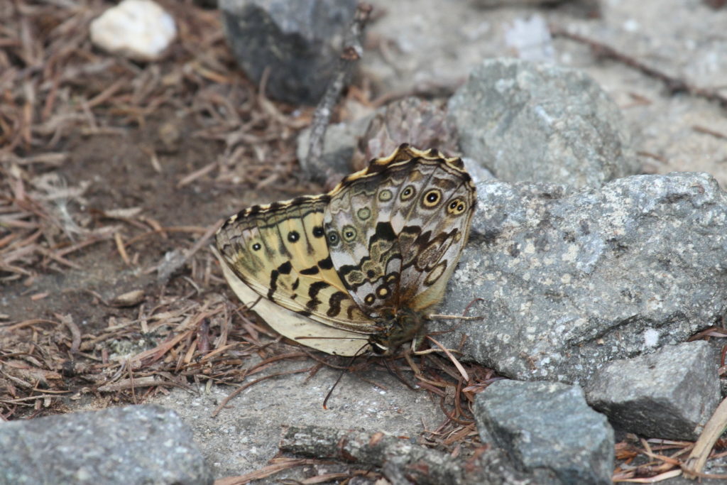 タテハチョウ科サトキマダラヒカゲ