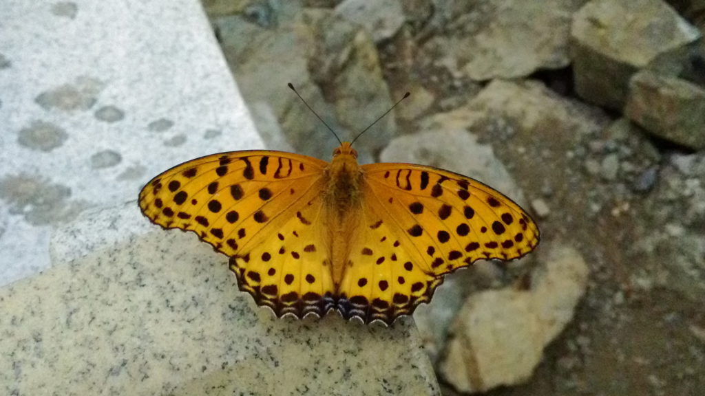 タテハチョウ科ツマグロヒョウモン