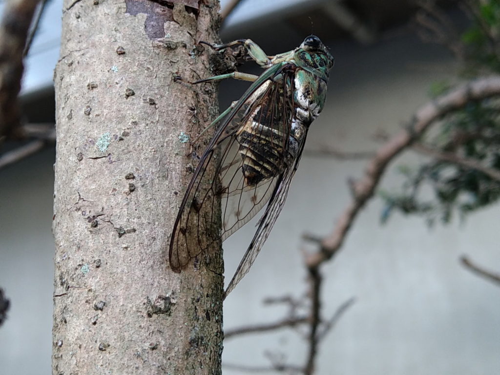 ミンミンゼミ