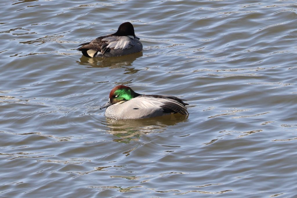 横浜３公園