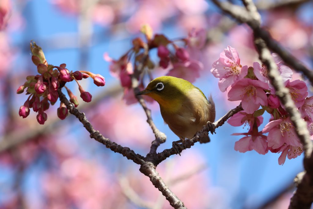 松田桜まつり