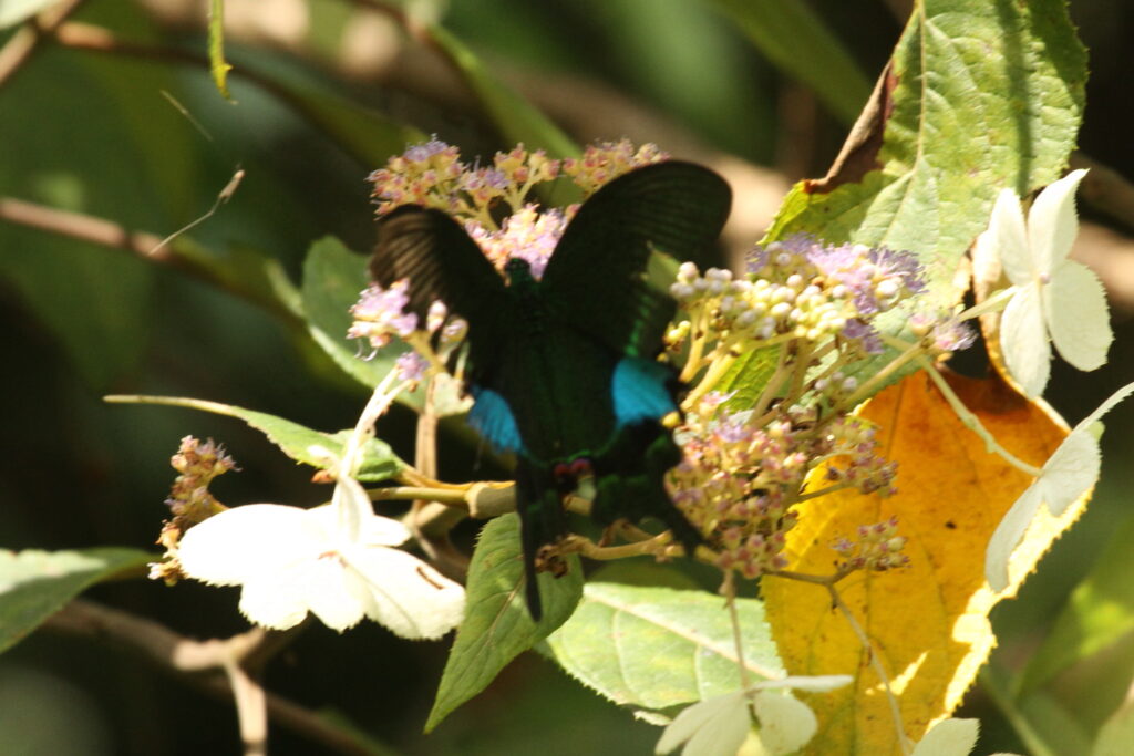 Blue Peacock