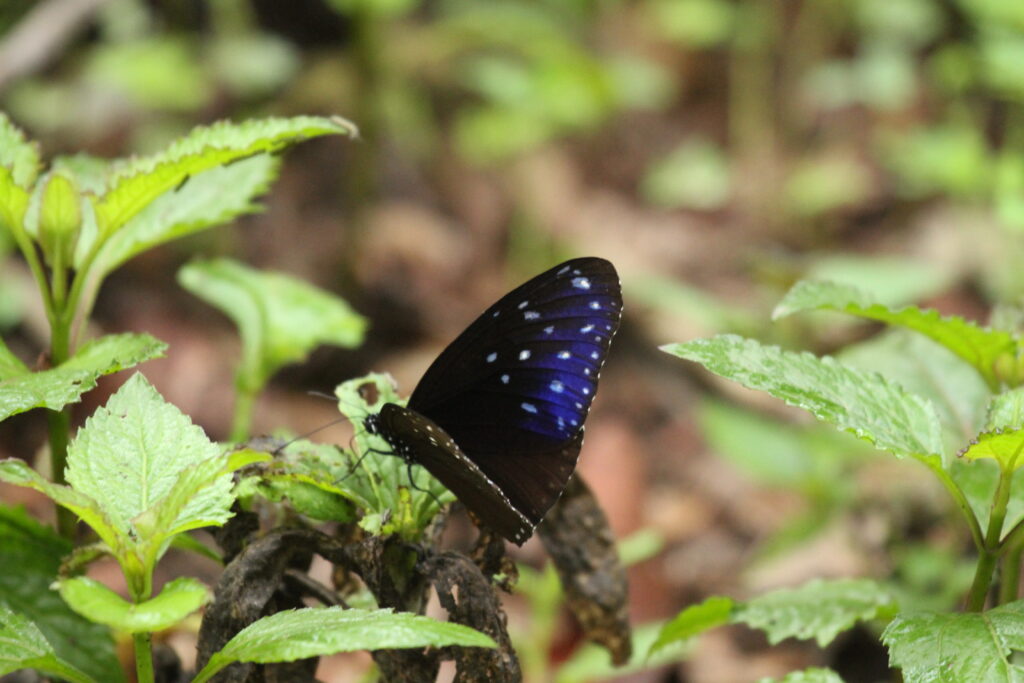 Blue-Spotted Crow