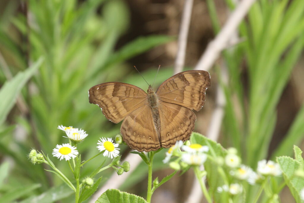 Chocolate Pansy