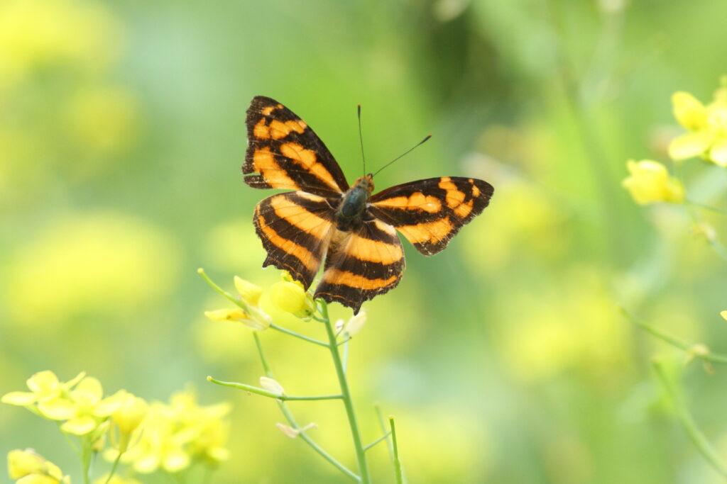 Common Jester