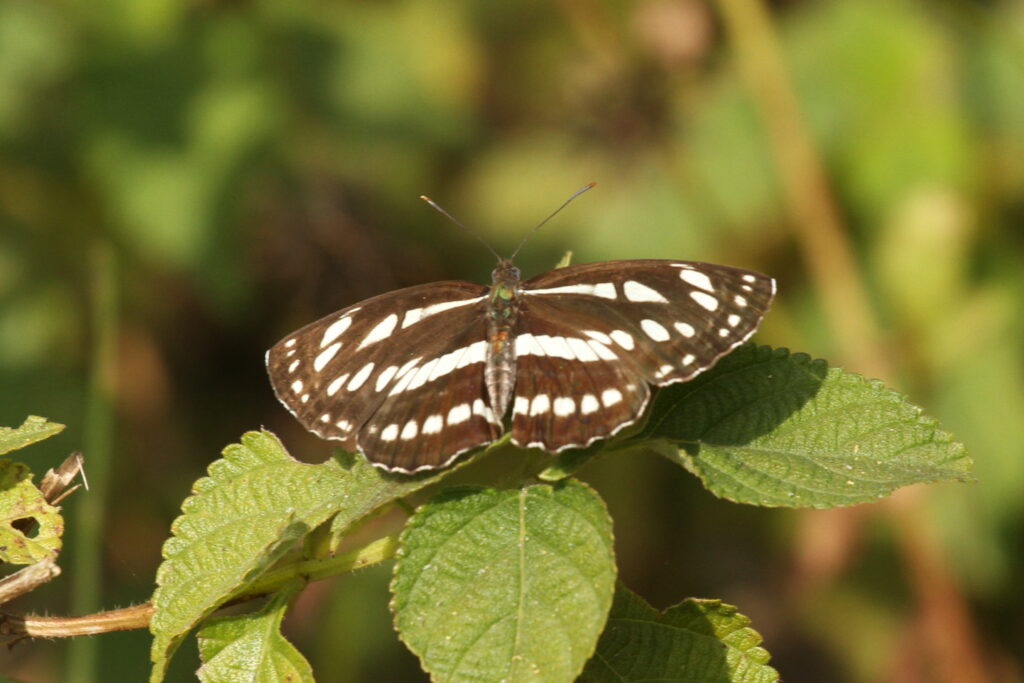 Common Sailer