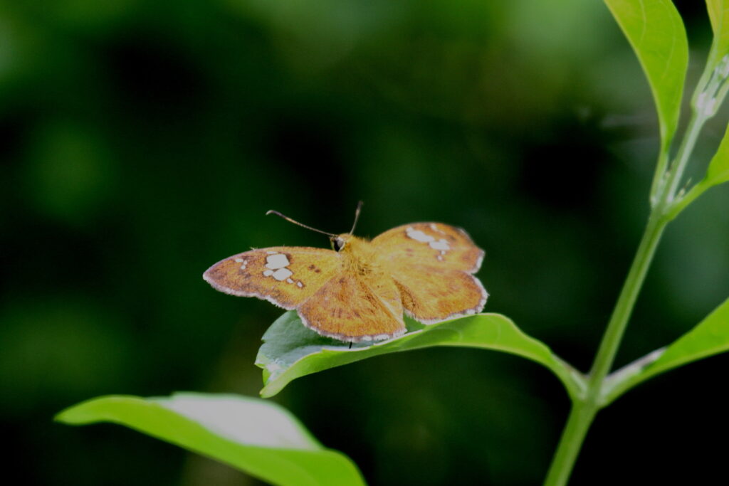 Common Spotted Flat