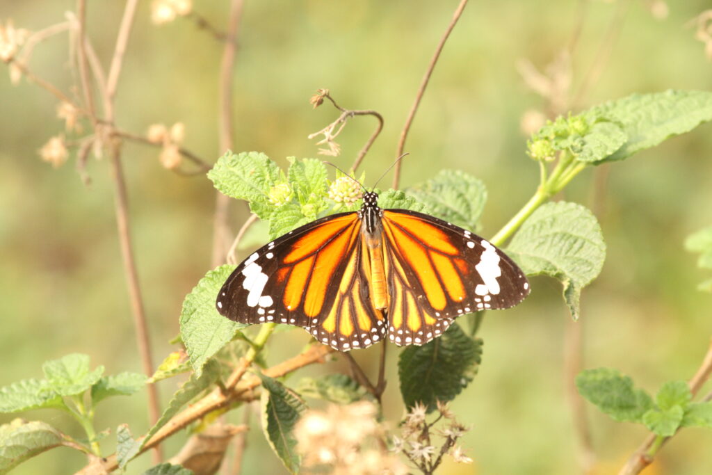 Common Tiger