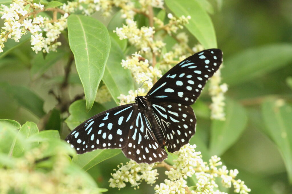 Dark Blue Tiger