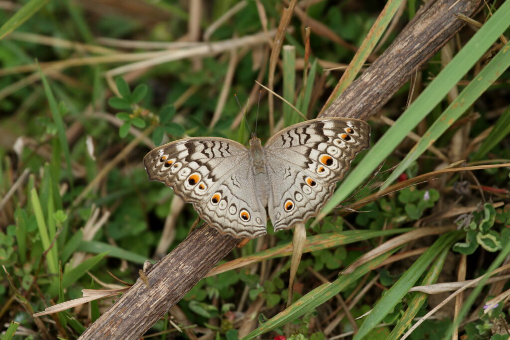 Grey Pansy