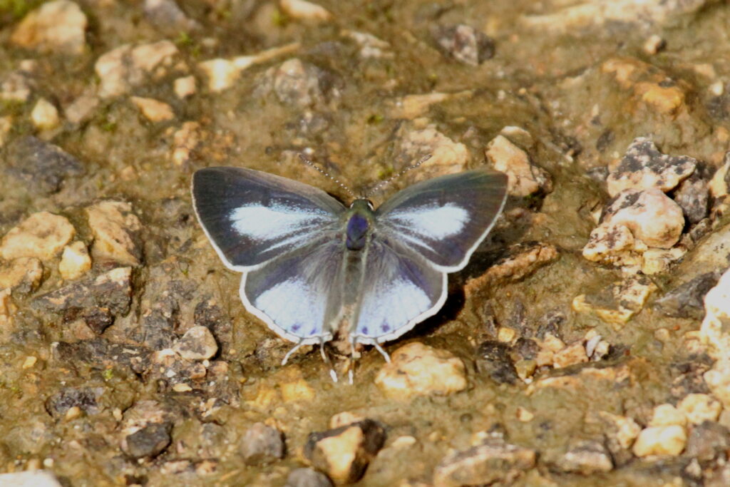 Himalayan Bi-spot Royal