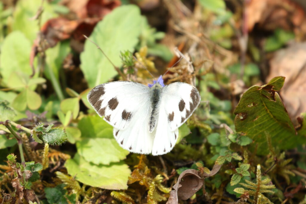 Indian Cabbage White