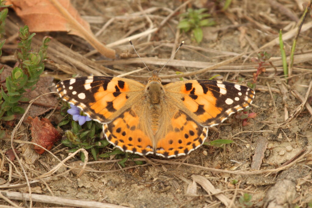 Indian Red Admiral