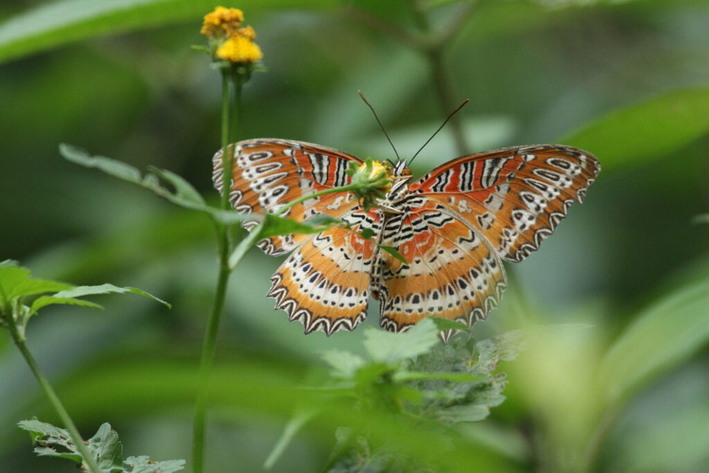 Leopard Lacewing