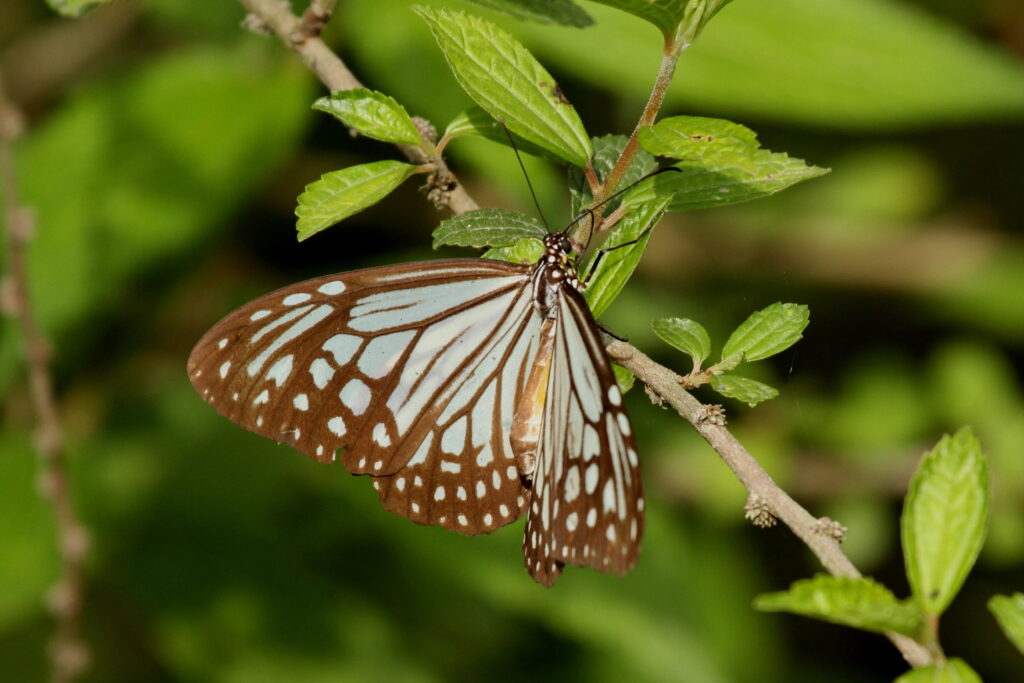 Lesser Mime