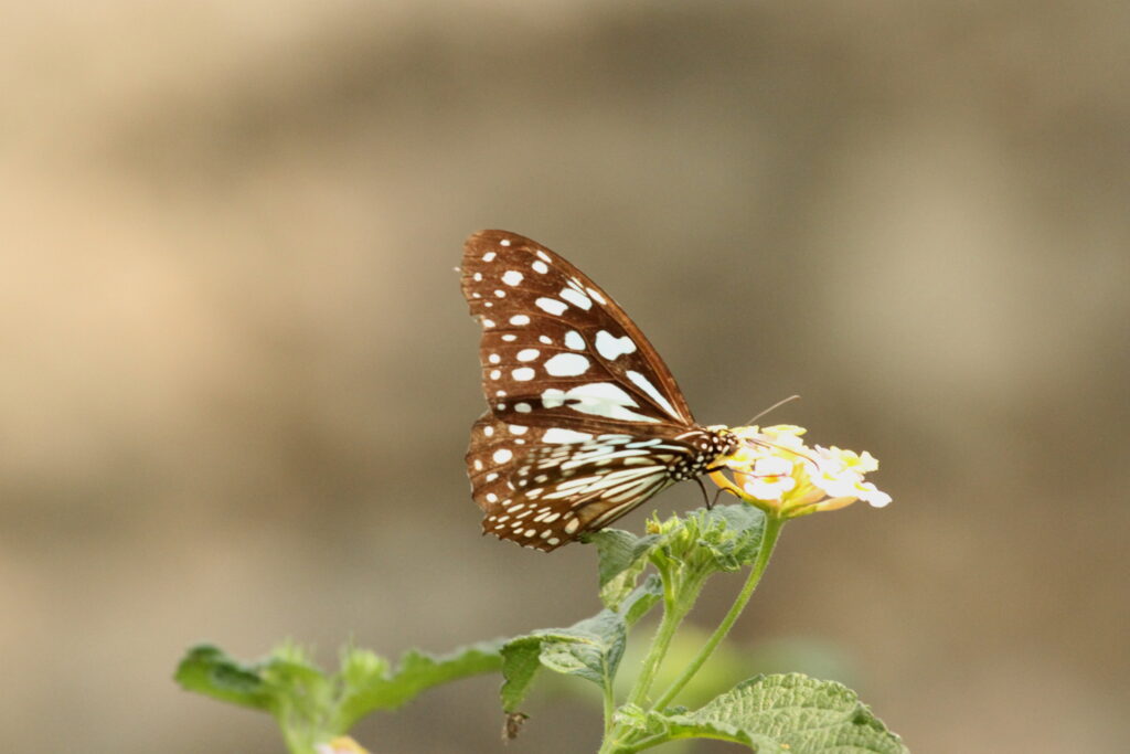 Lesser Zebra