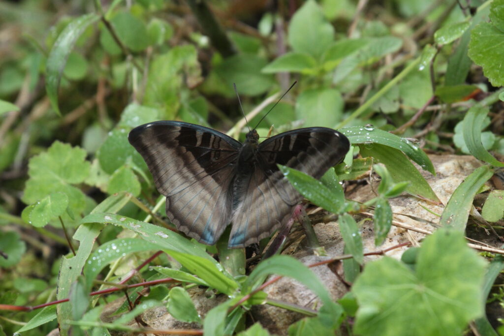 Limenitis species