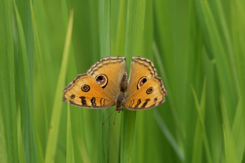 Peacock Pansy