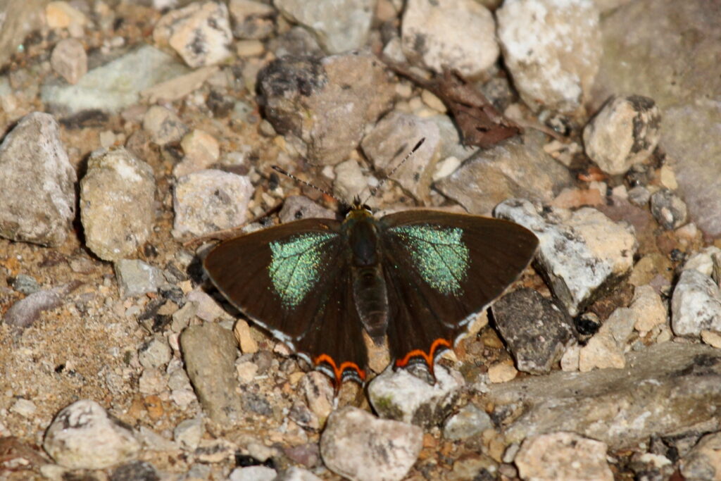 Powdery Green Sapphire