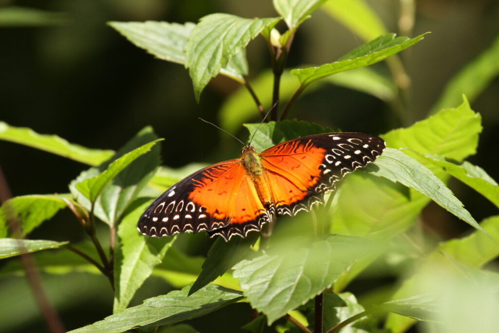 Red Lacewing