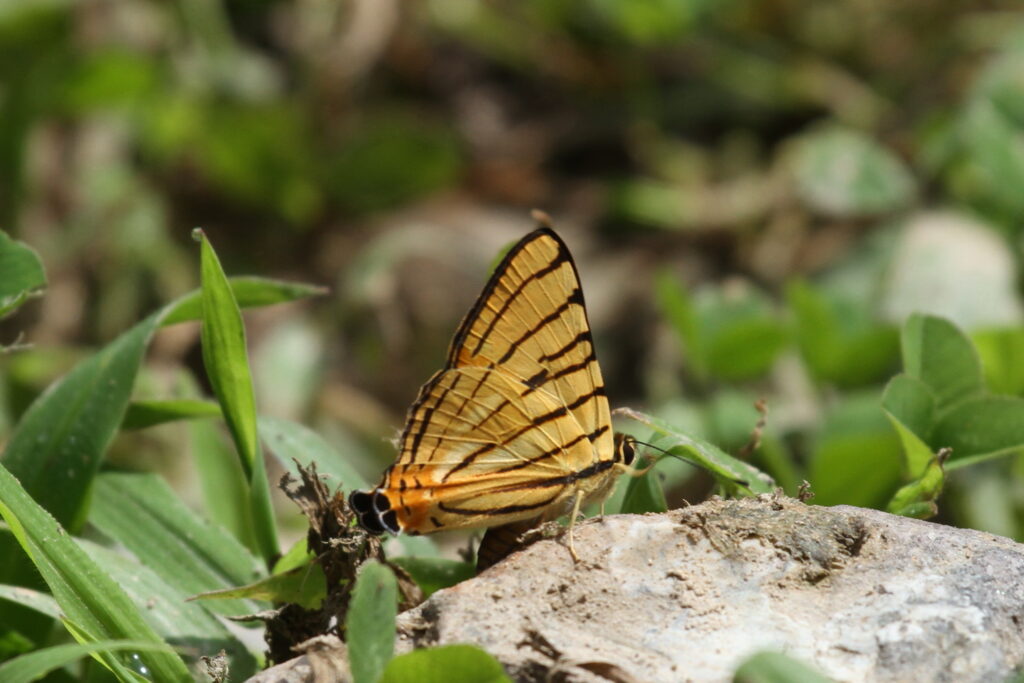 Striped Punch