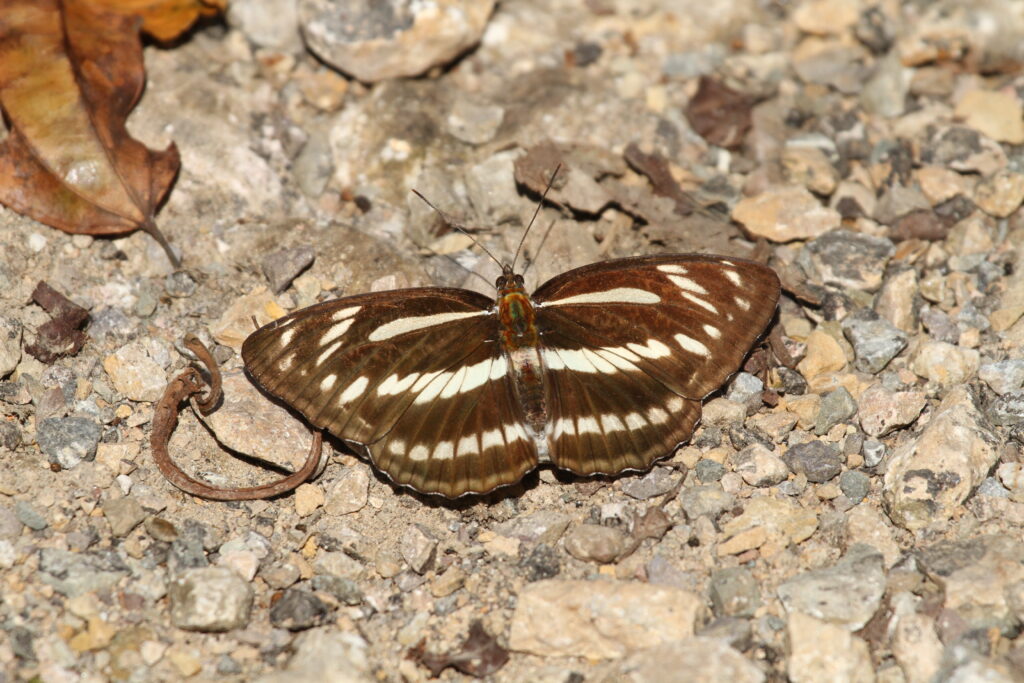 Sullied bhutan sergeant