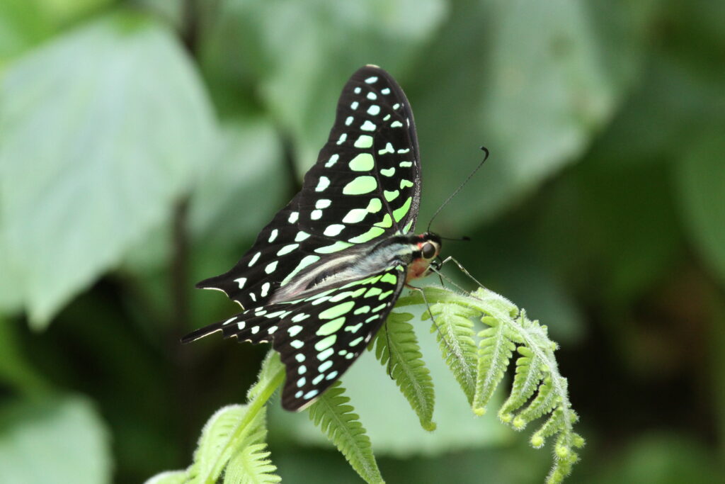 Tailed Jay