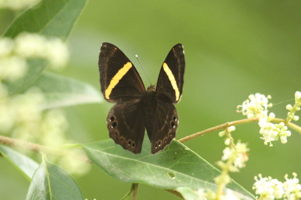 Tailed punch