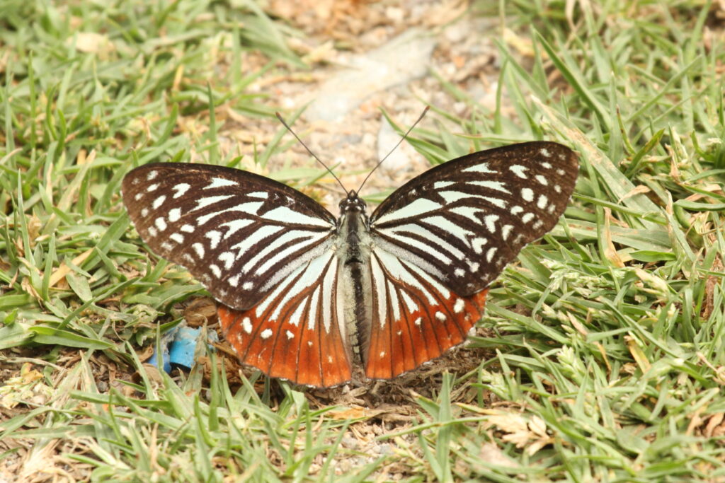 Talbotrs Chestnut Tige