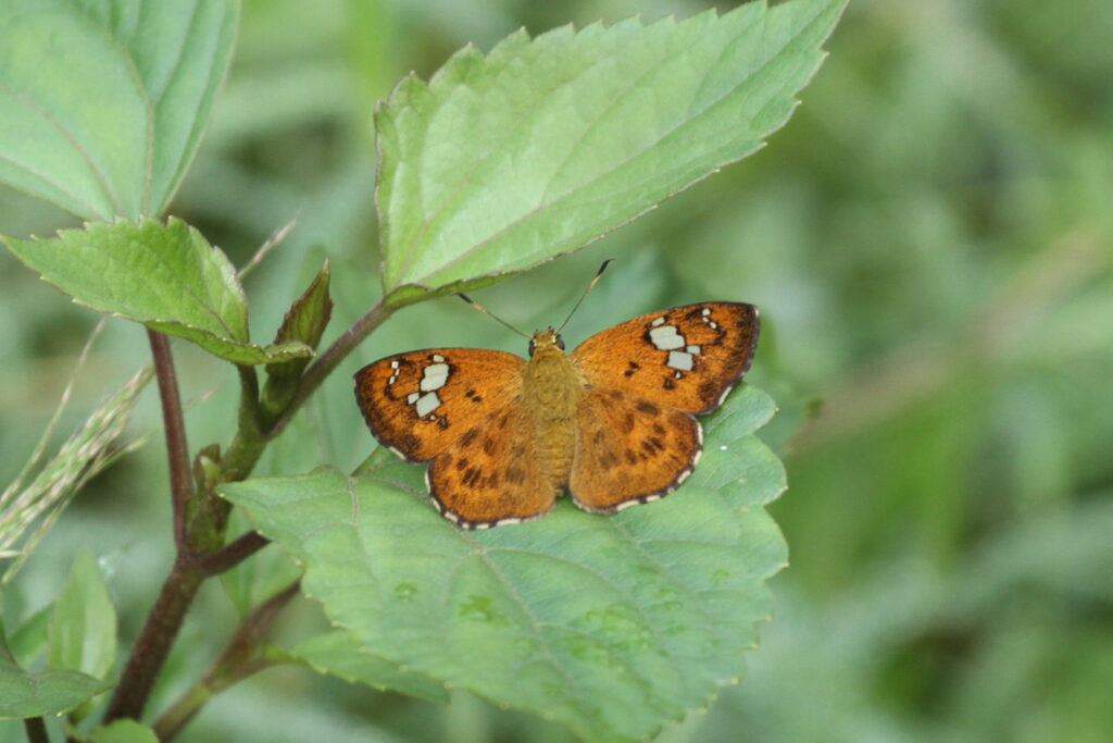 Tricolour Pied Flat