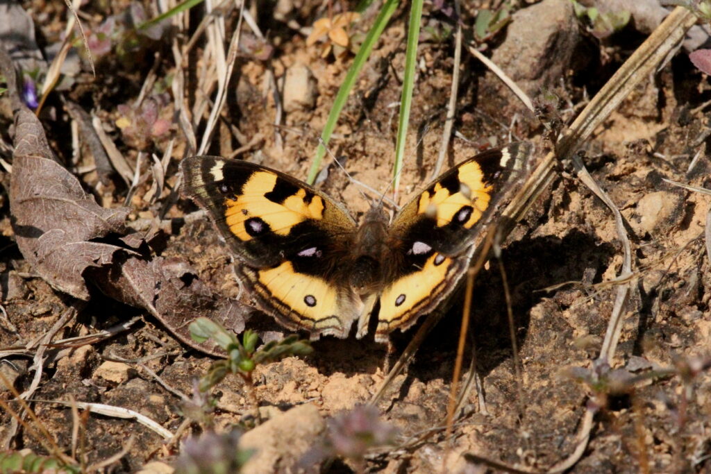 Yellow Pansy