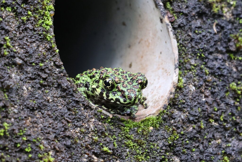 アマミイシカワガエル