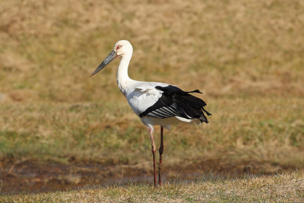 コウノトリ