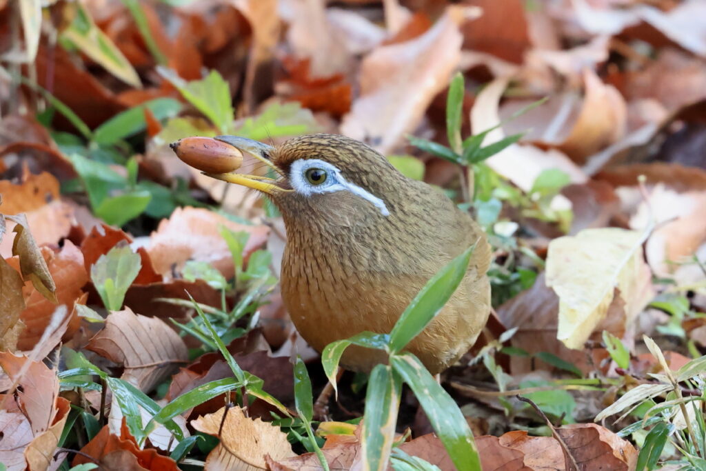 ガビチョウ