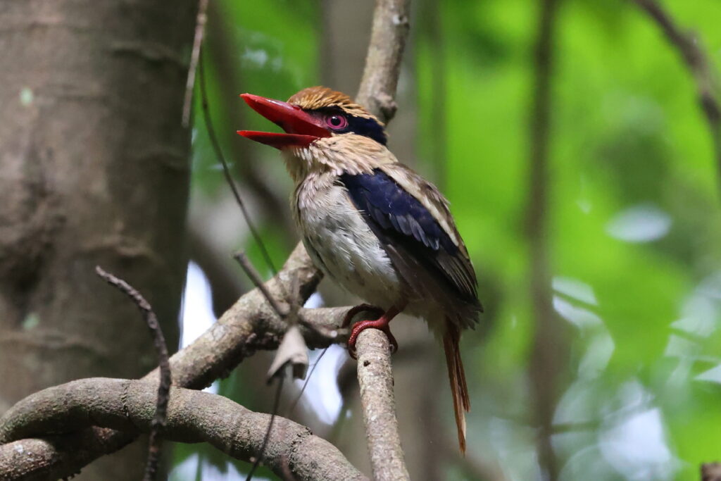 インドネシア　Tangkoko