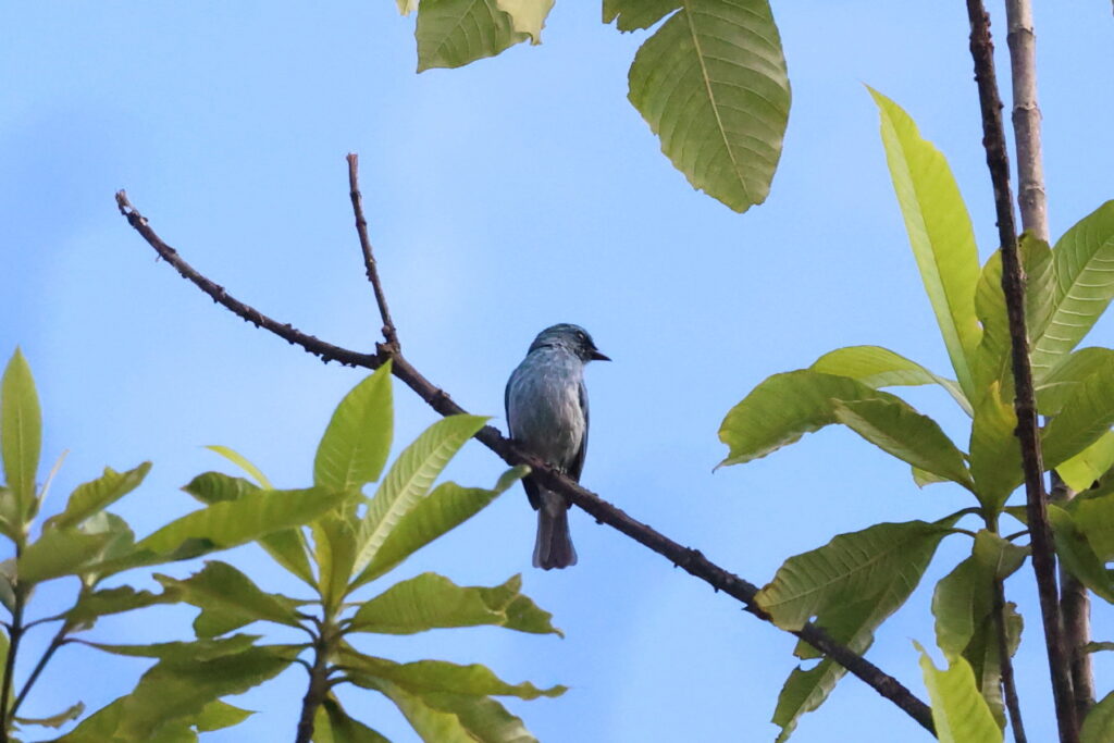 インドネシア　Sulwesi Tomohon