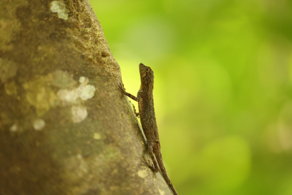 サキシマキノボリトカゲ