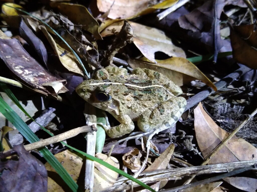 サキシマヌマガエル