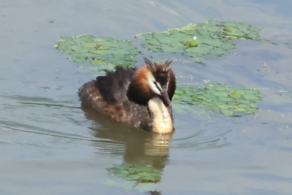カンムリカイツブリ